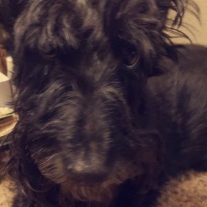 Meet your Posher, Shannon